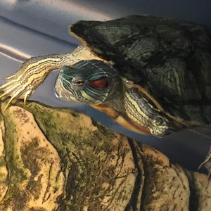 Meet your Posher, Tyler_